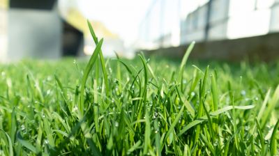 Lawn Management in Bowie, MD
