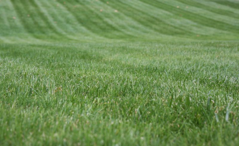 Lawn Trimming in Bowie, MD